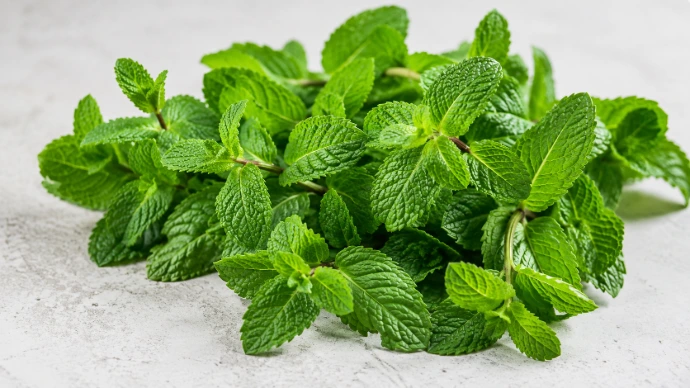 Menthe fraîche utilisée dans nos ganaches artisanales